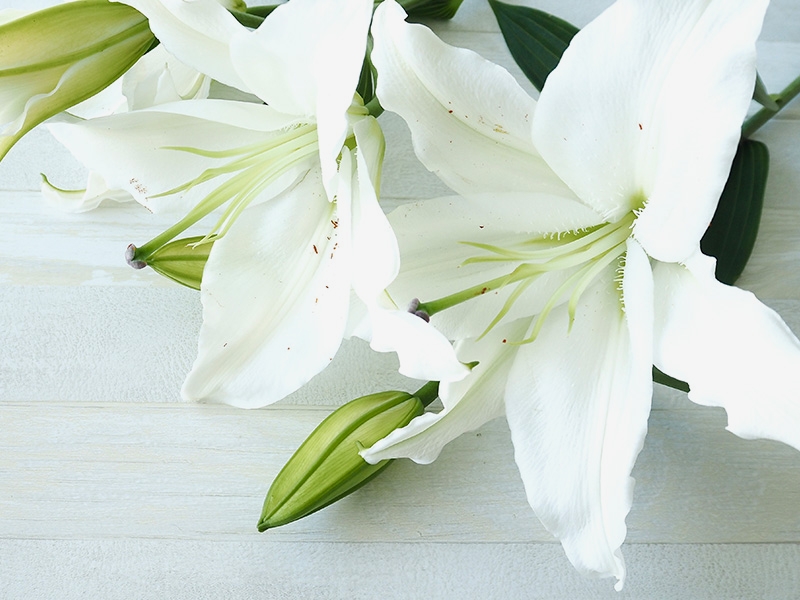 家族葬から一般葬・社葬まで…